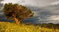 Old juniper and Sunset Crater